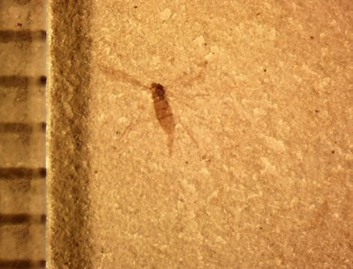 undet. Diptera