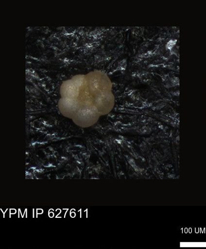 undet. Foraminiferida