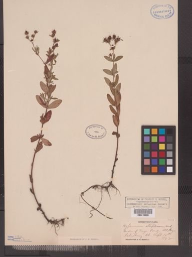 Hypericum ellipticum