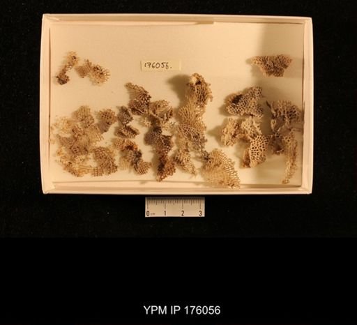 undet. Fenestellidae