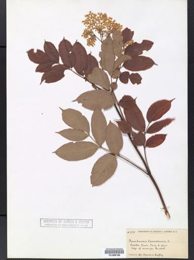 Sambucus canadensis