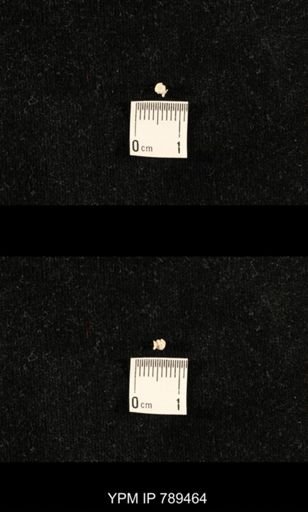 undet. Bryozoa