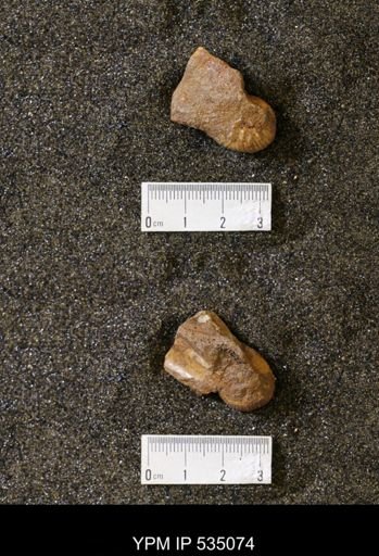 Scaphites cf. hippocrepis