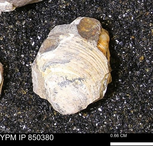 Limopsis striatopunctatus