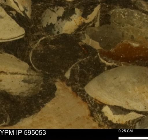 Protocardia sp.