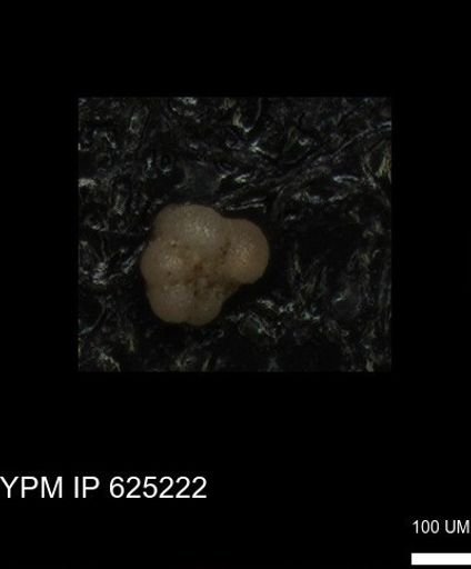 undet. Rugoglobigerinidae
