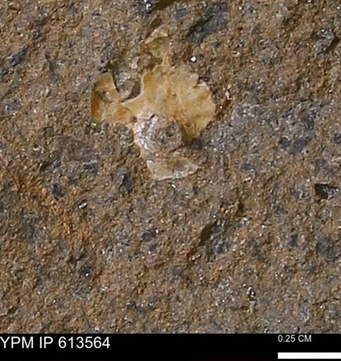 Scaphites sp.