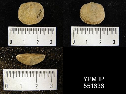 Dalmanella testudinaria meeki