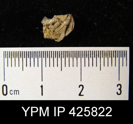 Brachiopoda