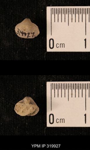 Ambocoelia planoconvexa