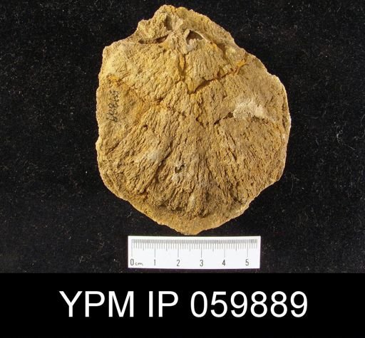 Strophodonta magniventer