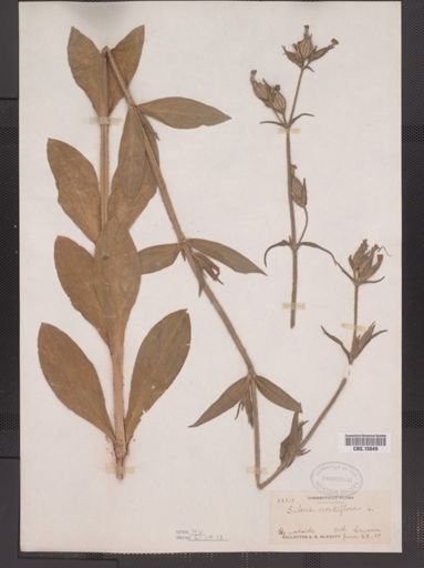 Silene noctiflora