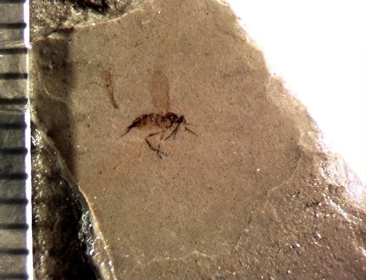 undet. Diptera