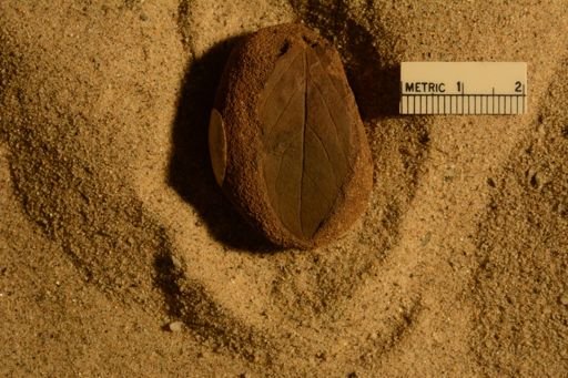 Rhamnites apiculatus