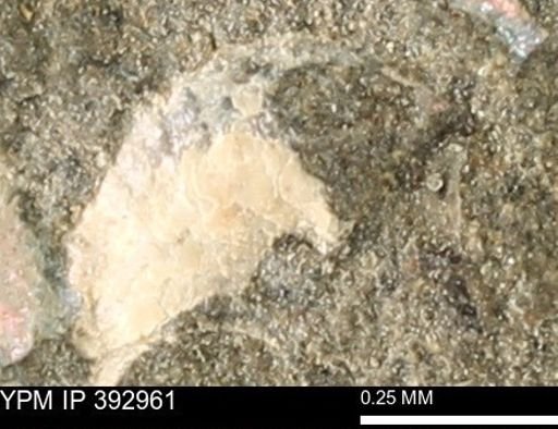 Scaphites sp.