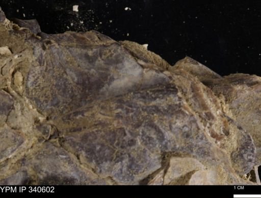 Ostrea glabra