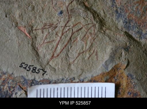 undet. Graptolithina