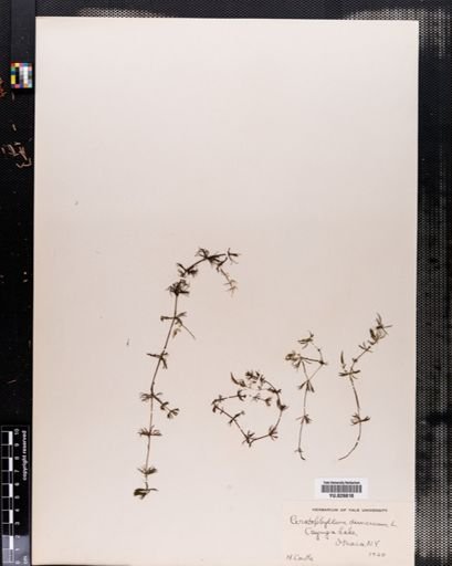 Plantae