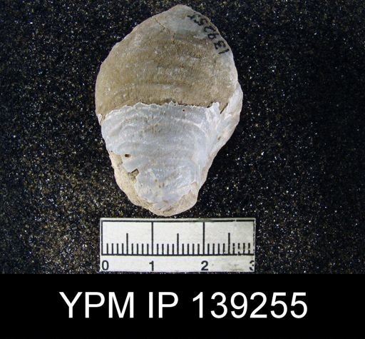 Productus (Striatifera) compressus