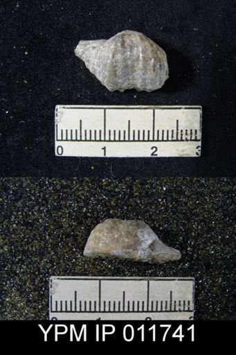 Marginifera wordensis