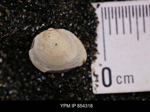 Limopsis striatopunctatus