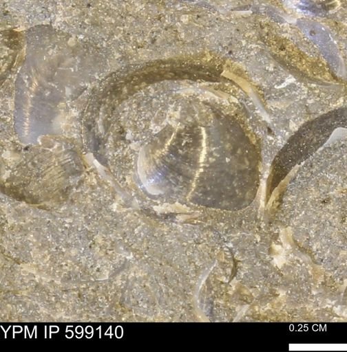 undet. Bryozoa