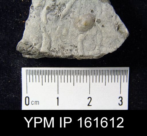 Crania anticostiensis