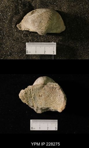 Juresania ovalis