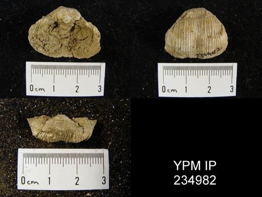 Marginifera lasallensis