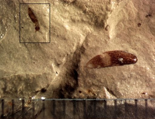 undet. Staphylinidae