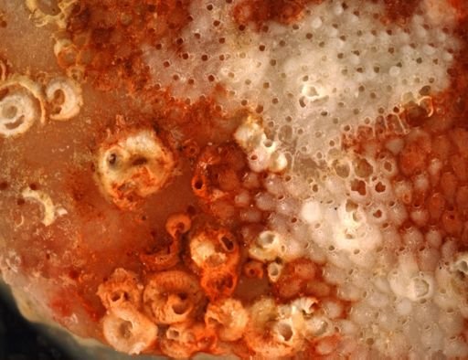 Schizoporella
