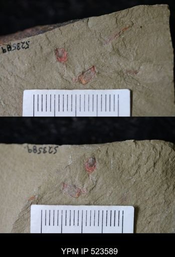 undet. Echinodermata