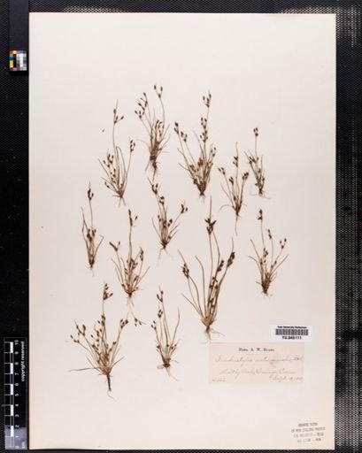 Fimbristylis autumnalis