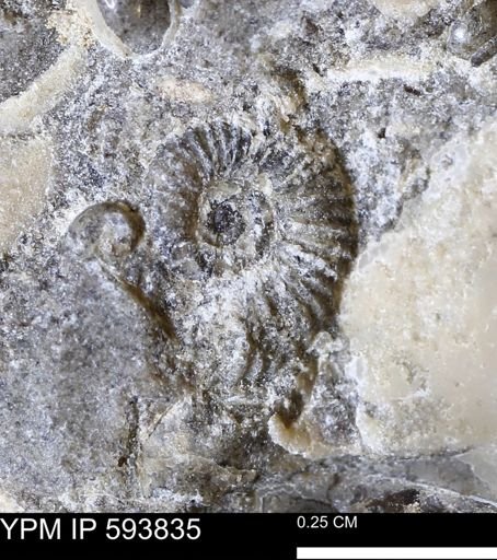 undet. Ammonoidea