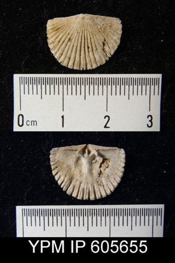 Hesperorthis sp.