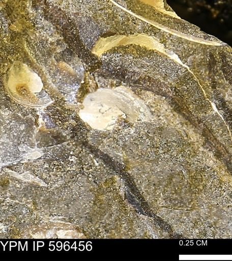 undet. Bivalvia