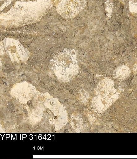 undet. Mollusca