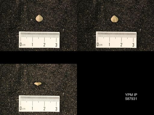 Zygospira modesta