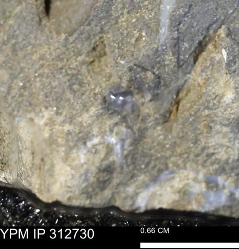 undet. Mollusca