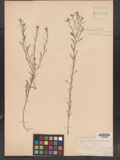Lepidium virginicum