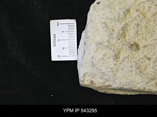 Asteriacites sp.