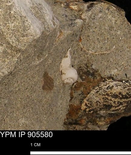 undet. Gastropoda