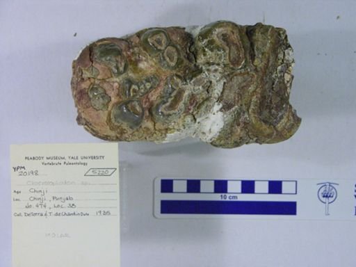 Choerolophodon corrugatus