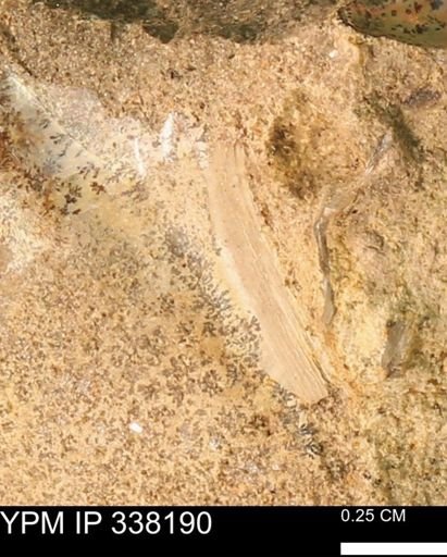 undet. Mollusca