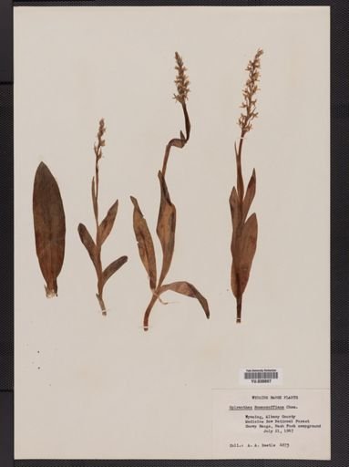 Spiranthes romanzoffiana