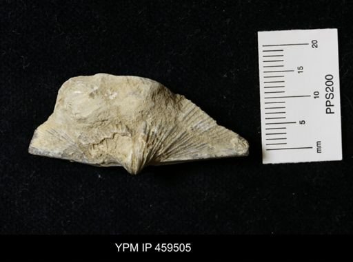 Neospirifer kansasensis