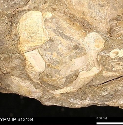 Eutrephoceras sp.