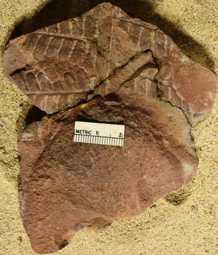 Pecopteris sp.