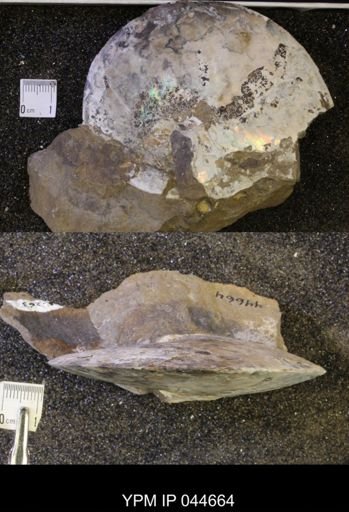 Sphenodiscus lenticularis