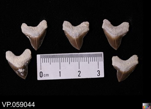 Squalicorax sp.